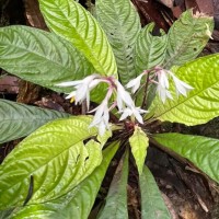Neurocalyx gardneri Thwaites